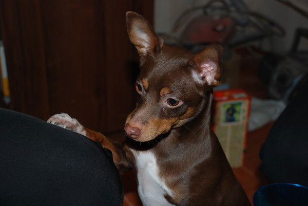 Андрей Фёдоровцев