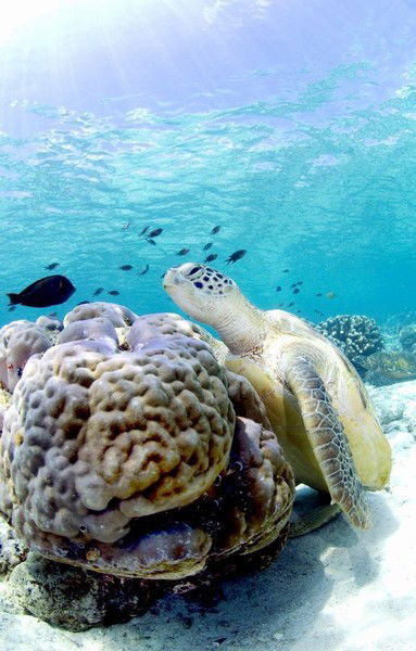 Бакдаулет Есетов