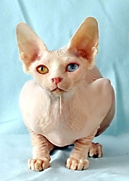 Кисс Бамбинос