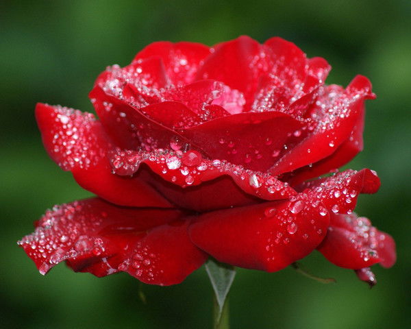 Алла Коберська