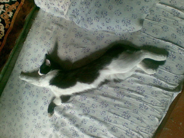 Роман Смолка