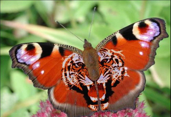 Сергей Балин