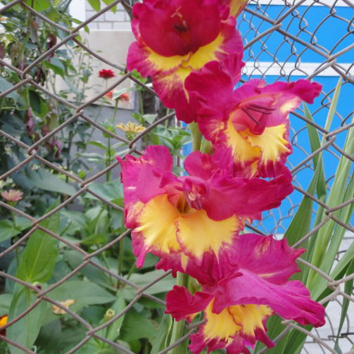 Наталья Веснина