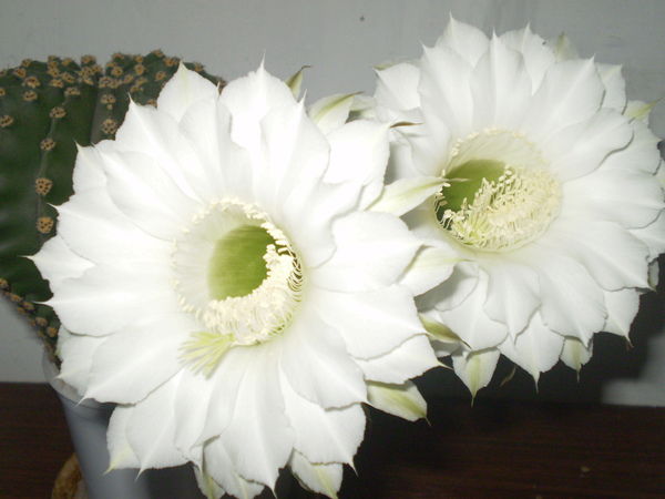 Лилия Тишкевич