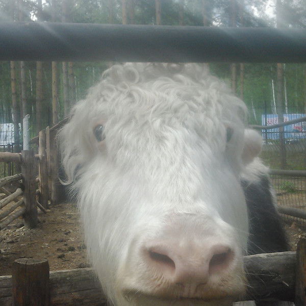 Сергей --------