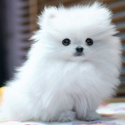 Настя Люлька