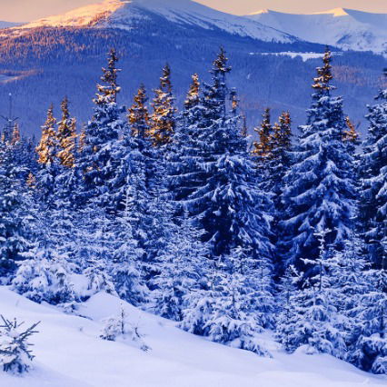 Александр Коваленко