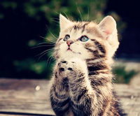 Сания Зенигариева