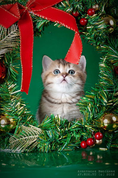 Cветлана Котенева