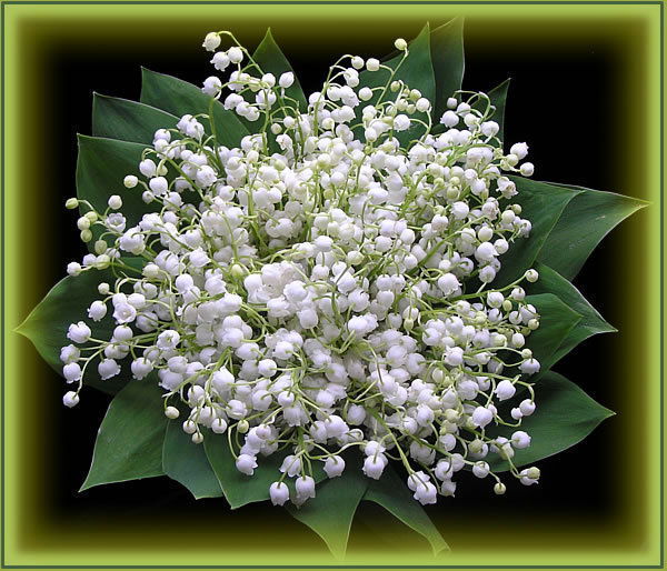 Прикосновение Мечты