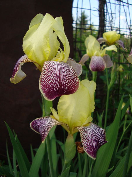 Светлана ******