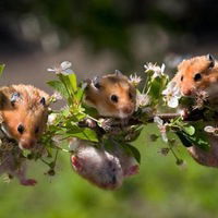 Алла Скляренко