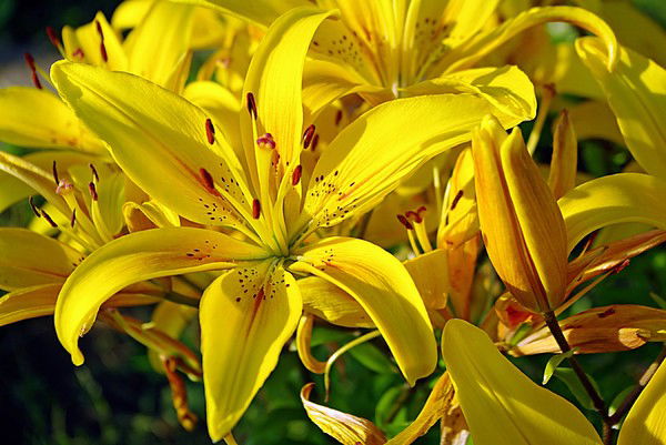 Людмила Гомозова