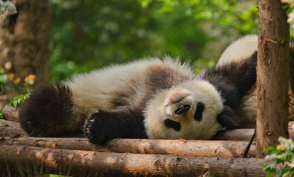 Елена Ларионова