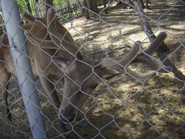 Александр Кандальский