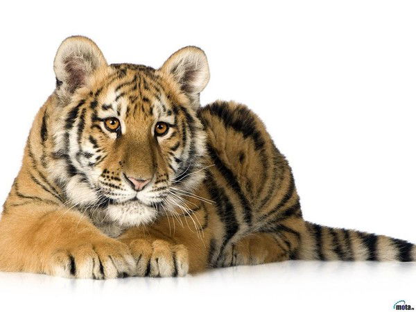 Марина Шнайдер