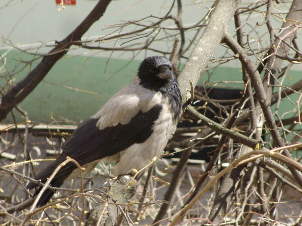 Лариса Разумова