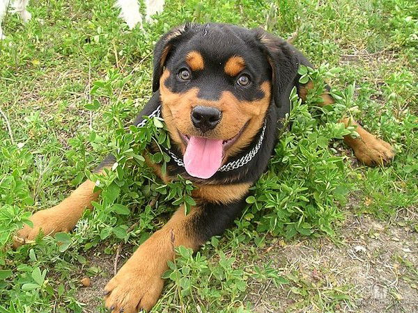 Максим Шульга