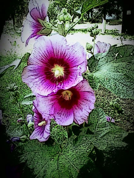 Малякова Варвара