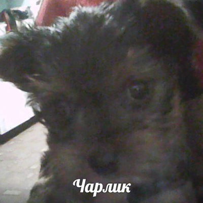 Максим Овчаренко