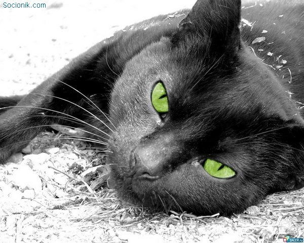 Светлана Власова