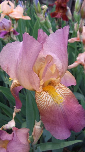 Марина Струкова