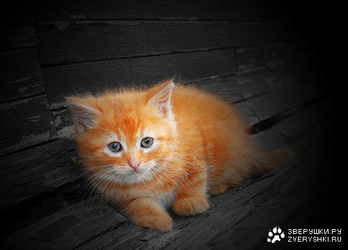 Алиана Жумашева