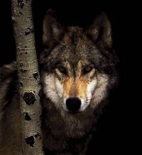 Алексей Селихов