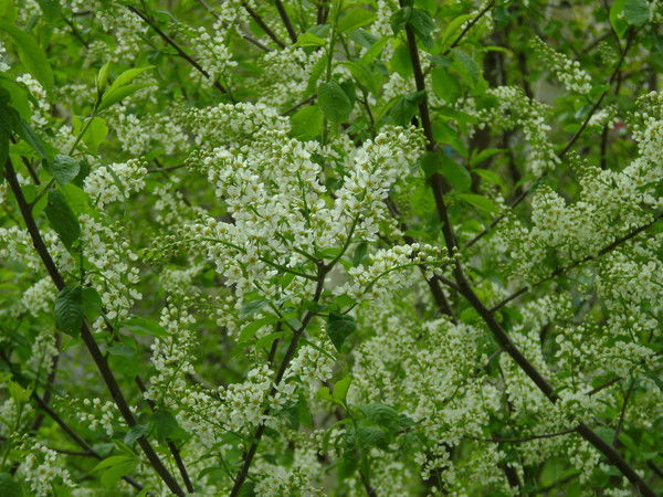 Анастасия Шипачева