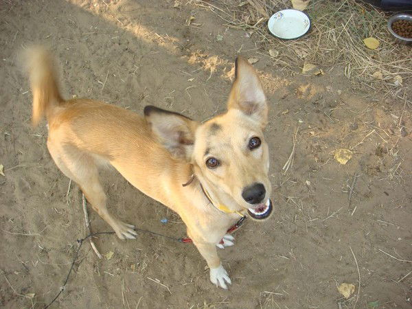 Елена Иванова