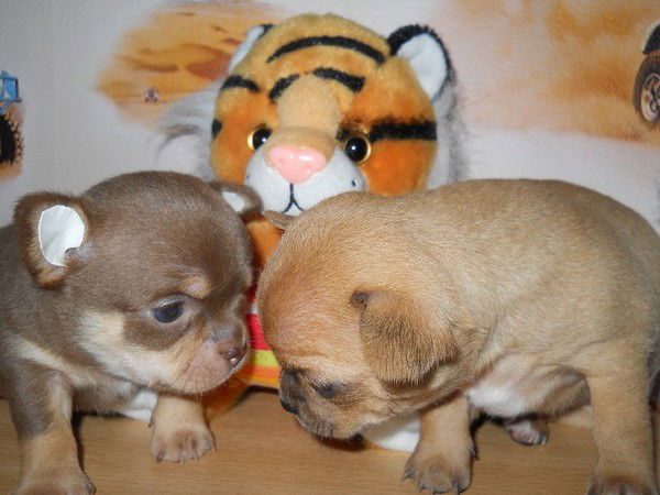 Людмила Сорокина