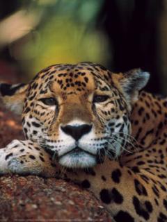 Татьяна Суетина