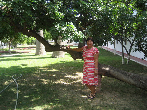 Татьяна Комчарова