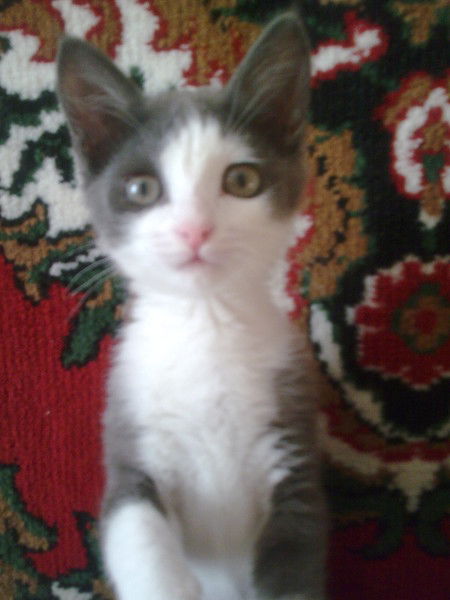 Анатолий Берёзин