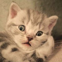 Надя Сингер