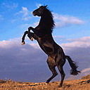 Бахтияр Алипов