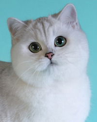 Котёнок *****