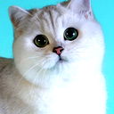 Котёнок *****