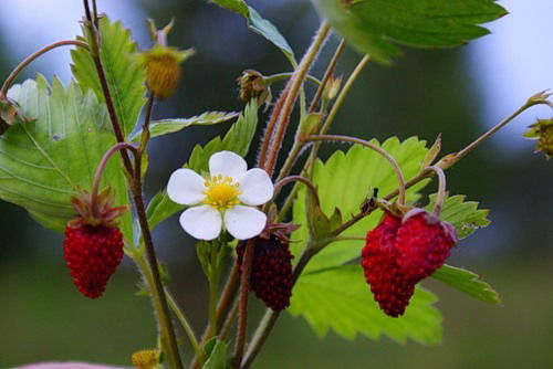 Вера Максимова