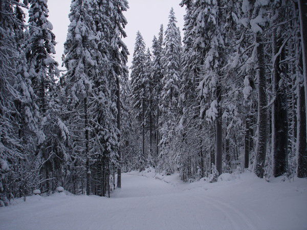 Марина Ворох