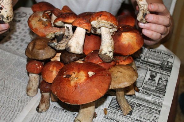 Дмитрий Сидоров