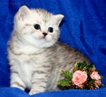 Юляша Котина