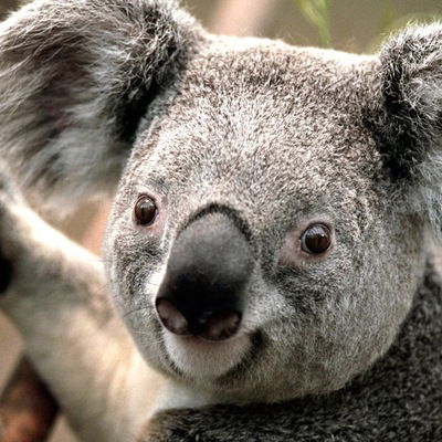 Демид Тарасов