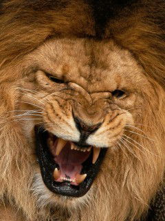 Измалкова Елена