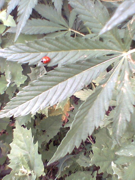 Никита Перов