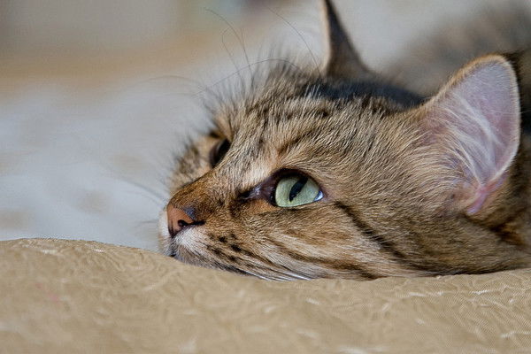 Наталья Брашкова