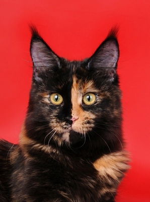 Татьяна Борисенко