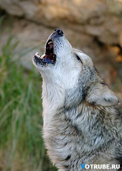 Максик Максимов