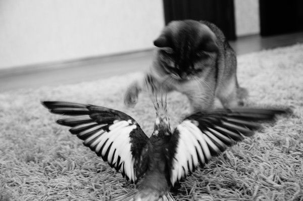 Анжелика Филиппова