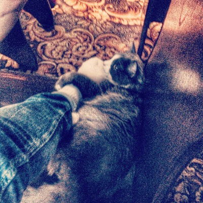 Австралийский Котик